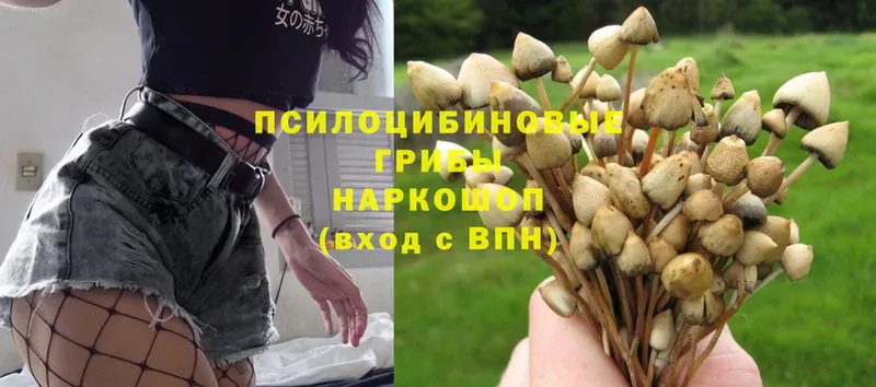 Псилоцибиновые грибы Magic Shrooms  купить наркоту  Козельск 